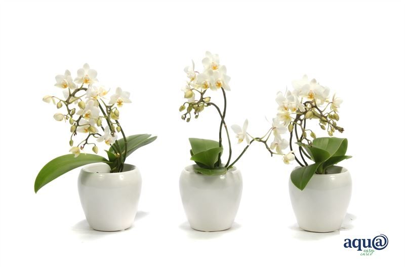 Lisa p06 bolpot white Phal Tiny Dolls wild 3/4T18+ Aqu@, D 6