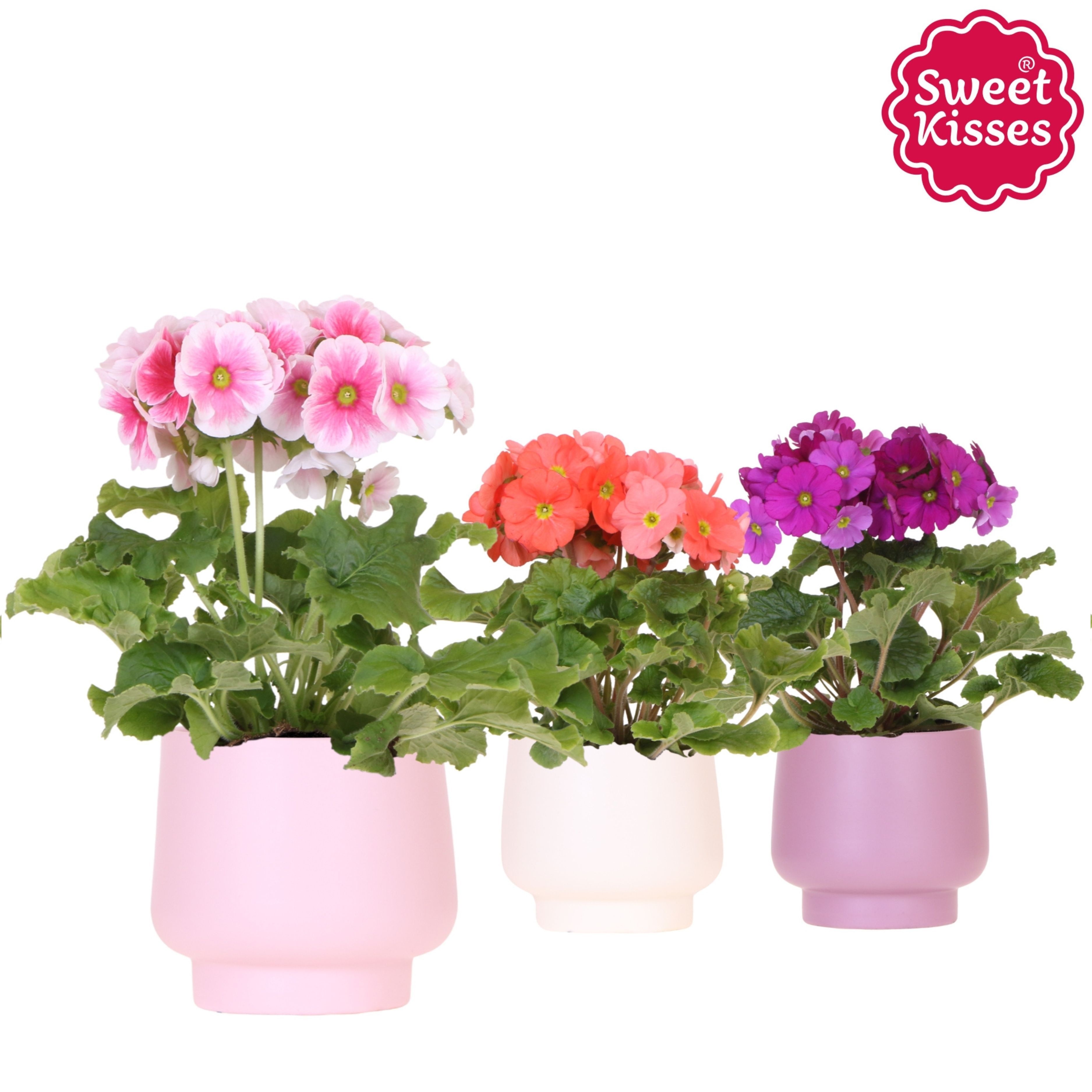 Primula Obconica Sweet Kisses mix in Scandic pot pink mix, D 12