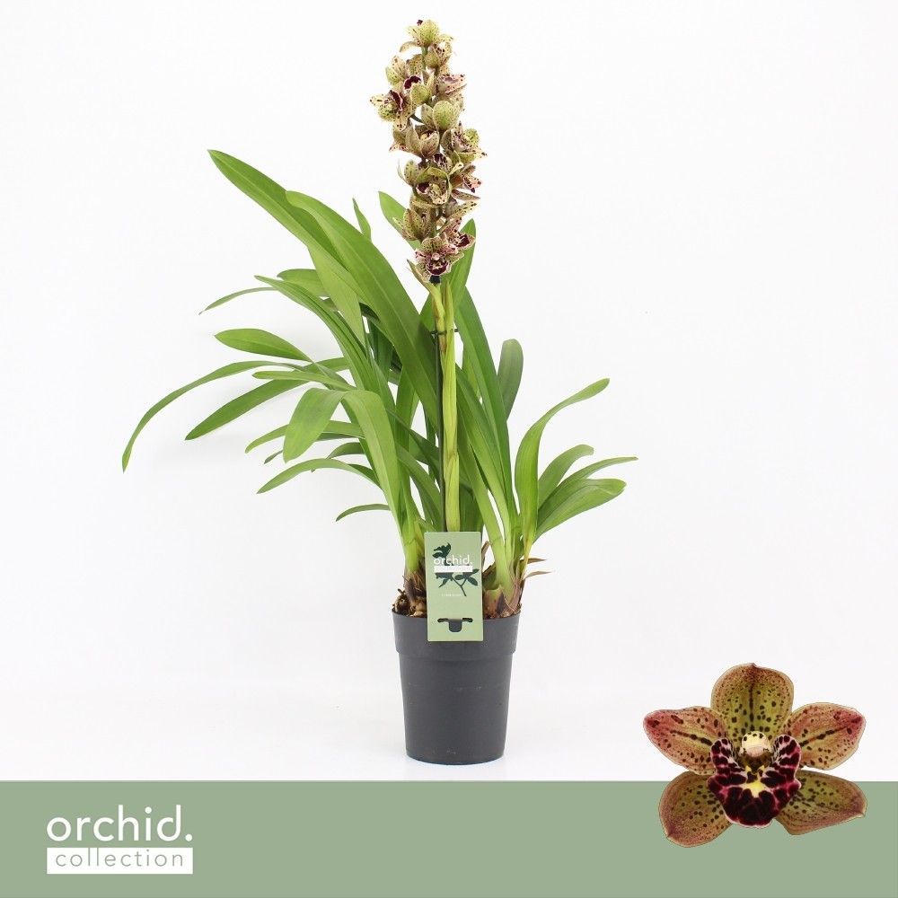 Cymbidium, Magic Bird 1-spike P14 'Orchid Collection', D 14