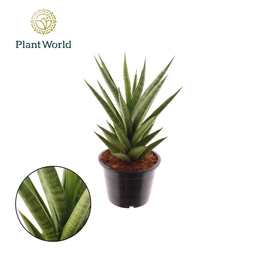 Sansevieria 'Starshooter', D 14