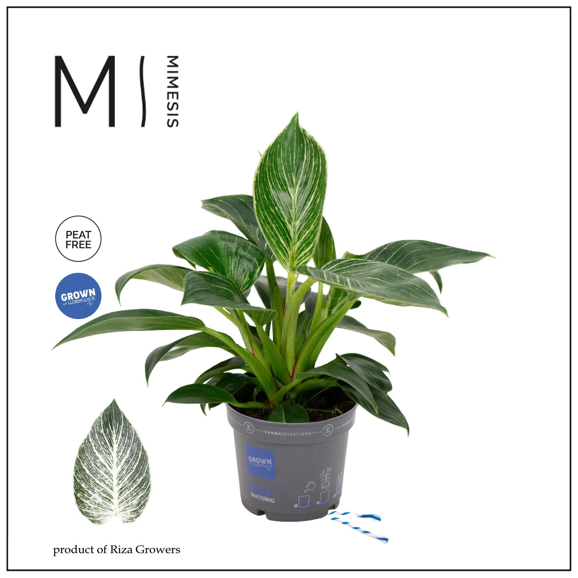 Philodendron - KARMA White Stripe | 12cm, D 12