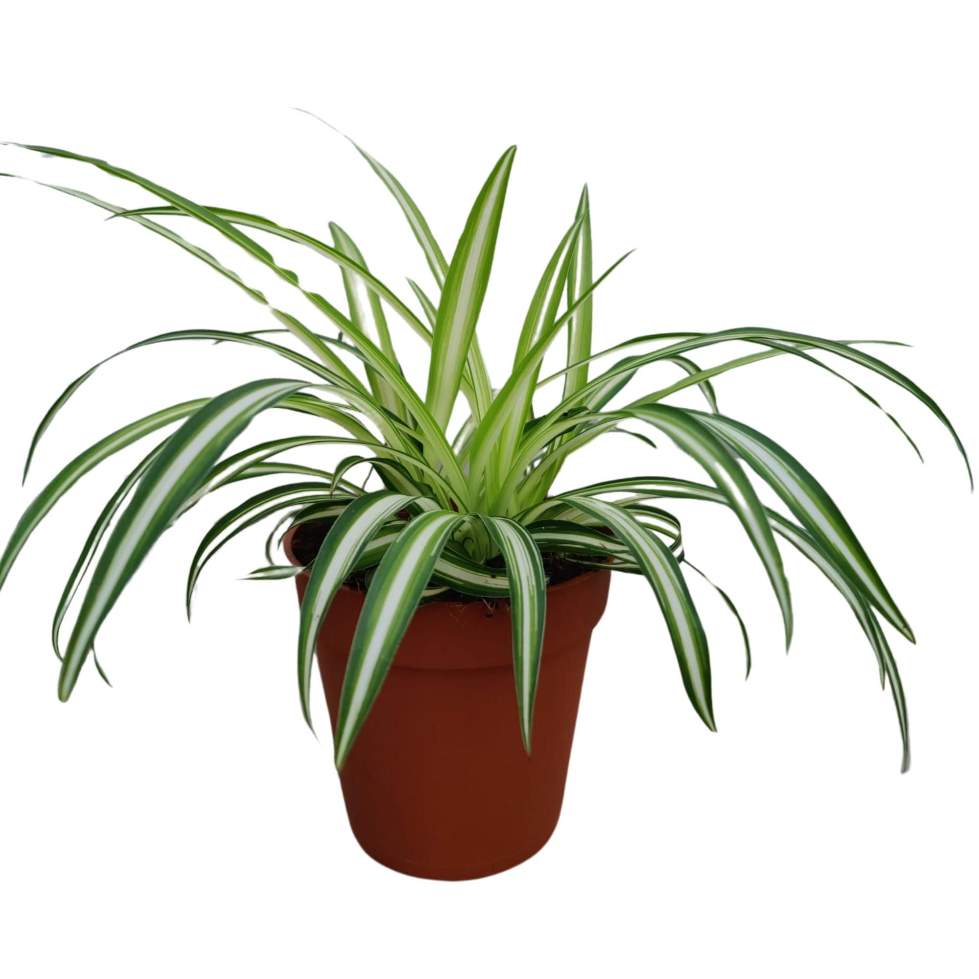 Chlorophytum Comosum Variegatum P9, D 9