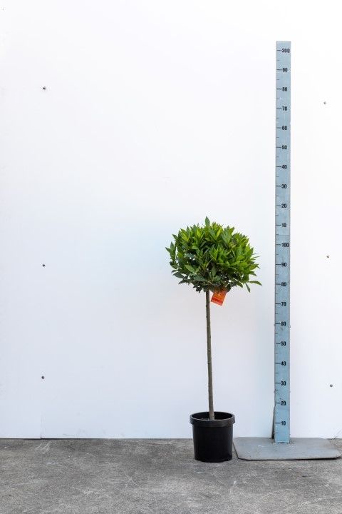 LAURUS NOBILIS BOL OP 1/2 STAM 35/40 P 20, D 20