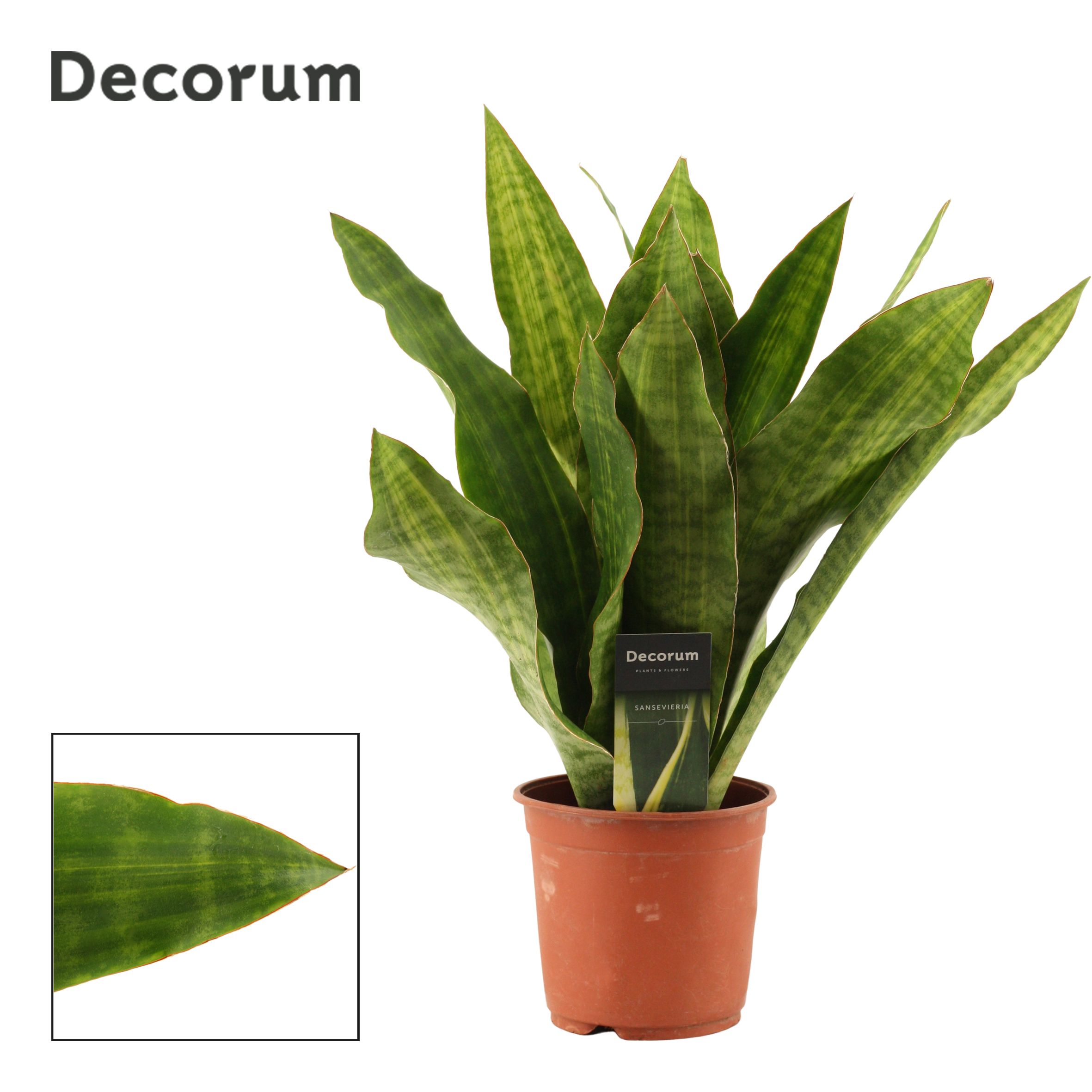 Sansevieria Aubrytiana 14 cm Nite Lite (Decorum), D 14