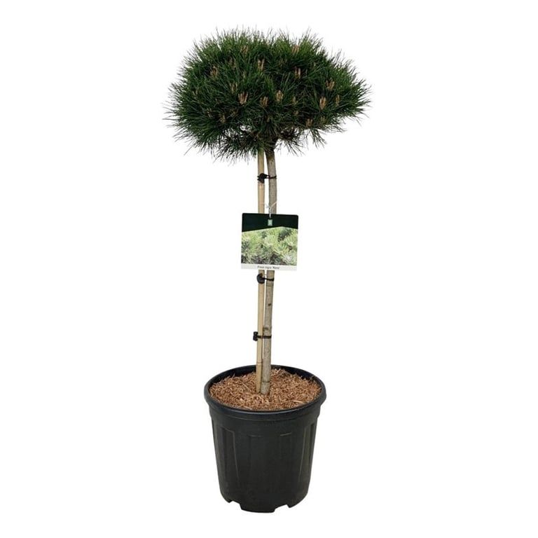 Pinus nigra 'Nana', D 32