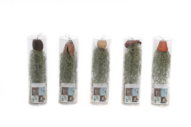 Plastic cilinder Tillandsia usneoides mixcreaties, D 35