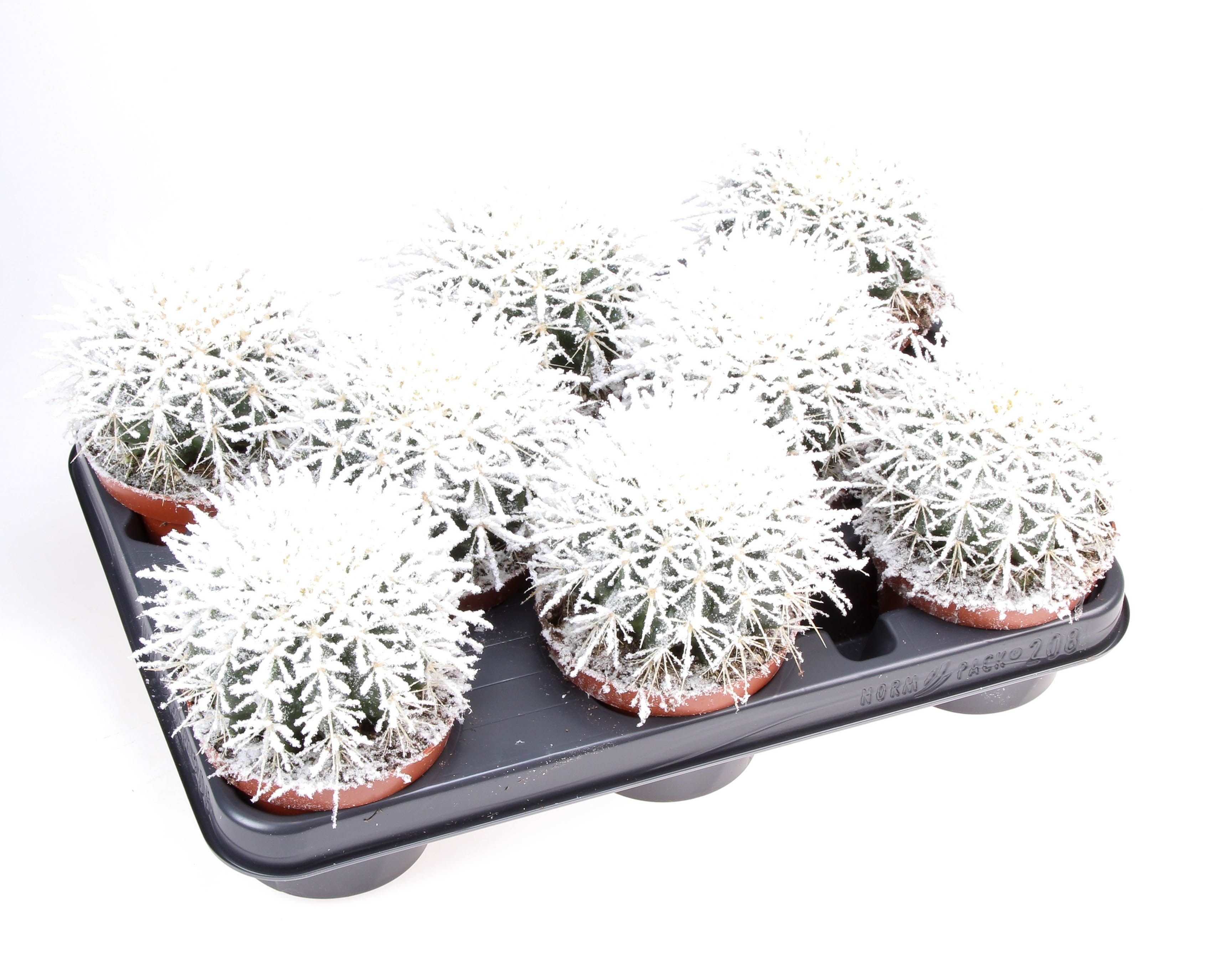 Grusonii + bio snow, D 10,5