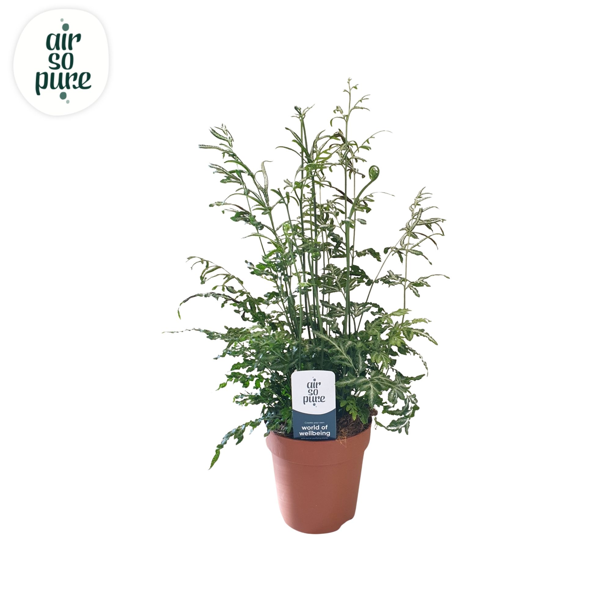 Pteris evergemiensis -Air So Pure, D 12