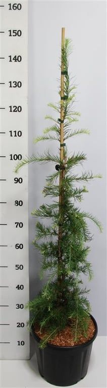 Larix kaempf. 'Stiff Weeper', D 32