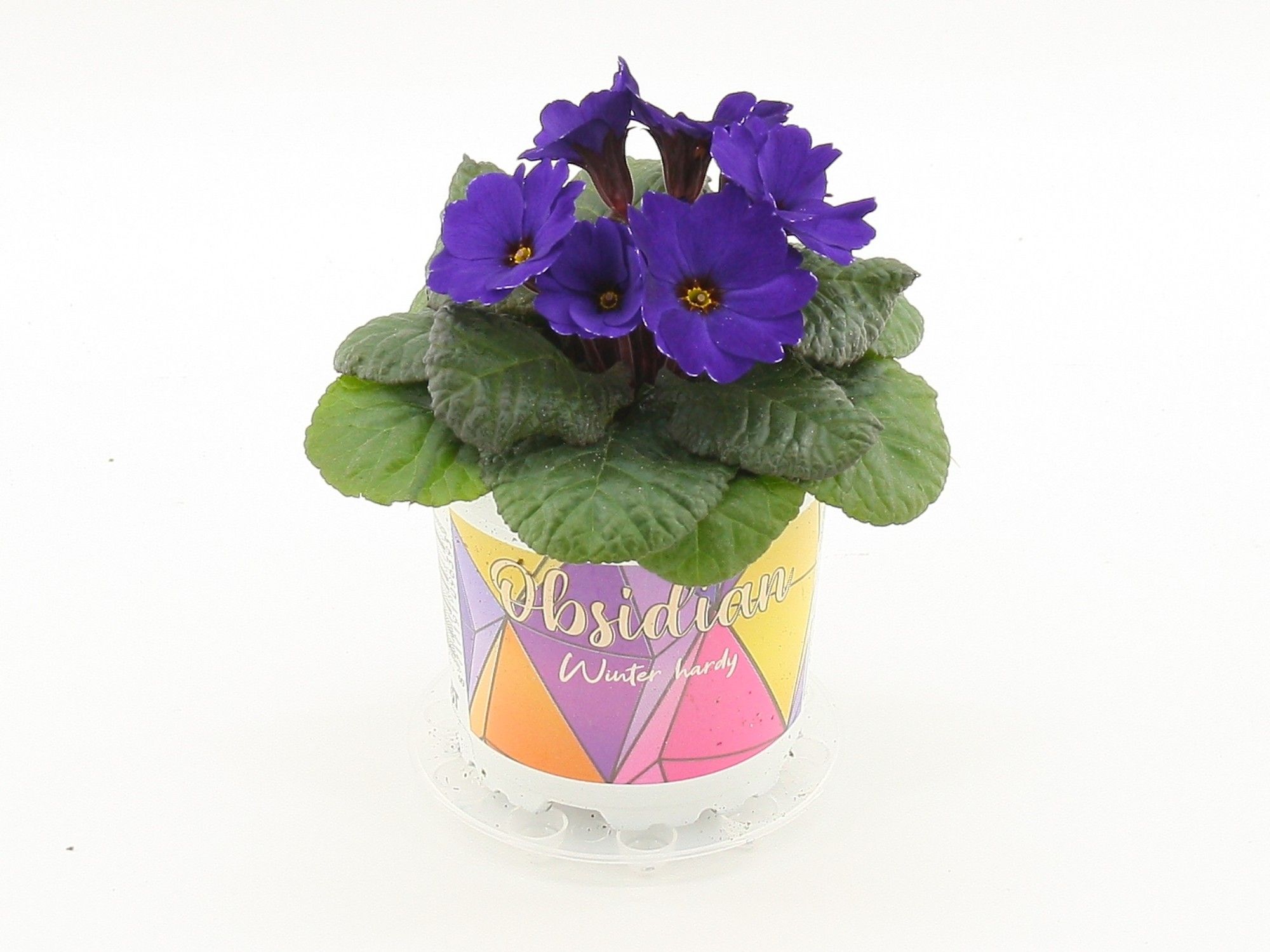 Obsidian winterhard primula Blue, D 10,5