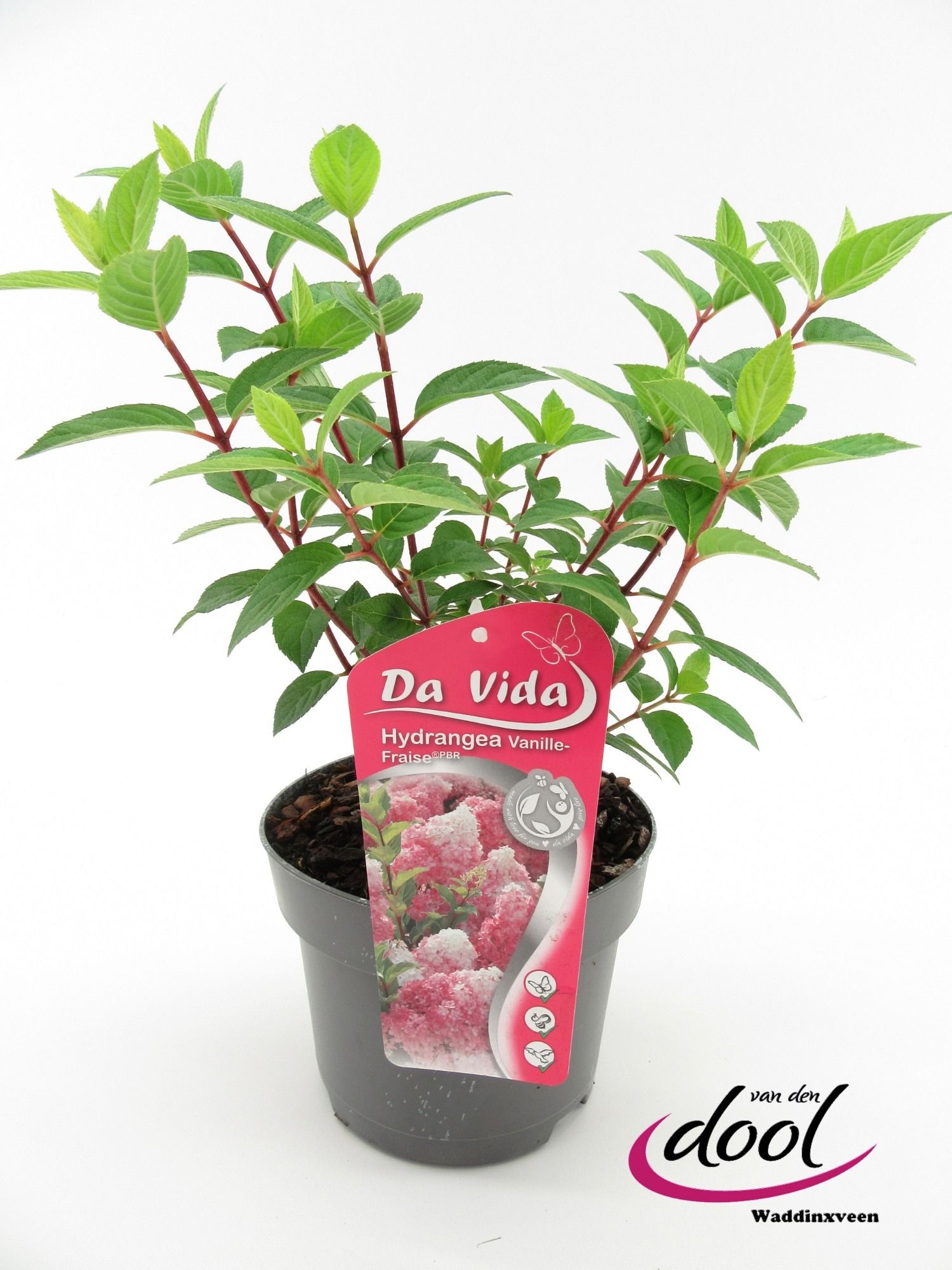 Hydrangea pan. Vanille-Fraise, D 19