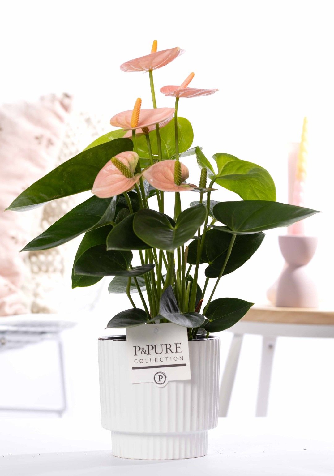 Anthurium pink (Spirit) in P&PURE Ivy ceramics shiny white, D 12