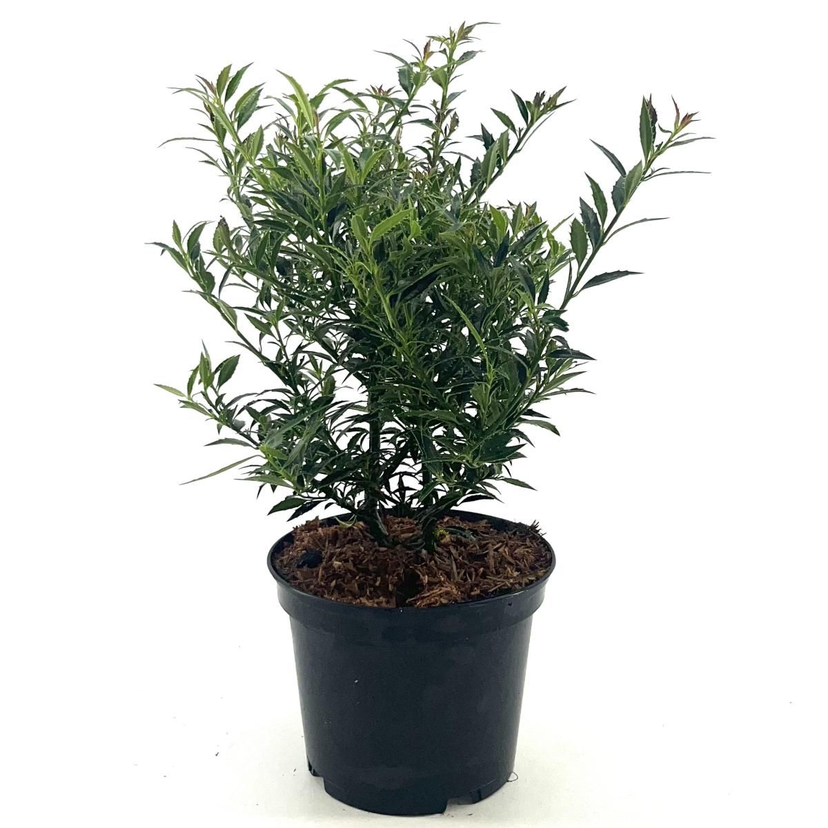 Ilex aq. 'Myrtifolia', D 19