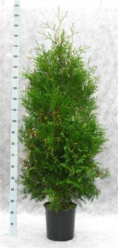 Thuja occidentalis 'Brabant', D 31