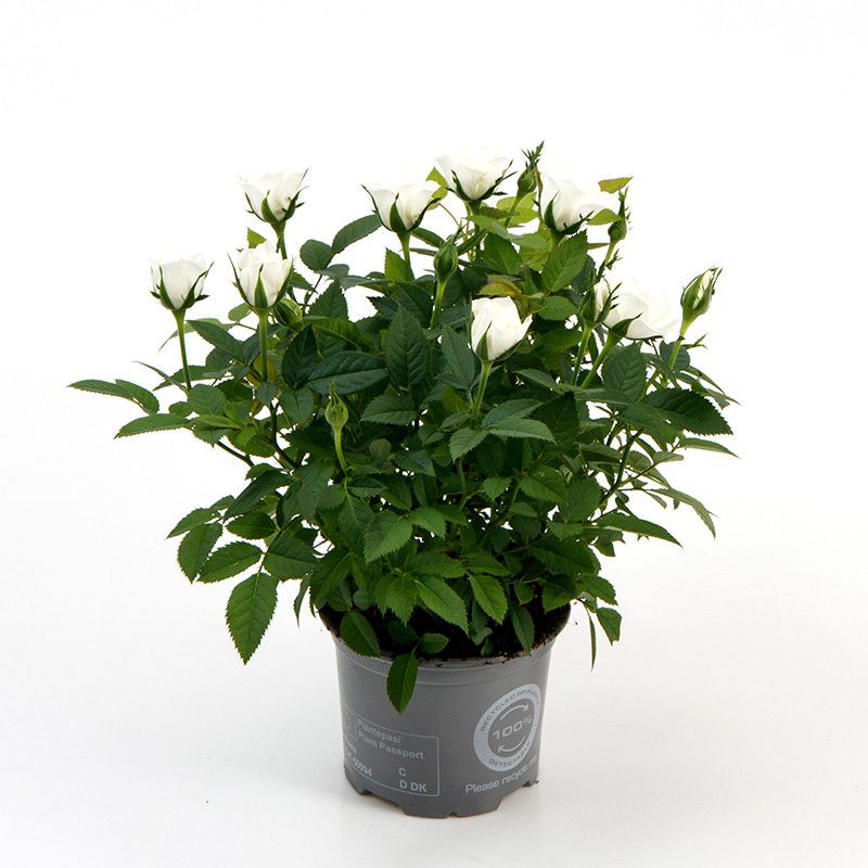 Rosa Absolut Kordana Classic, D 10,5