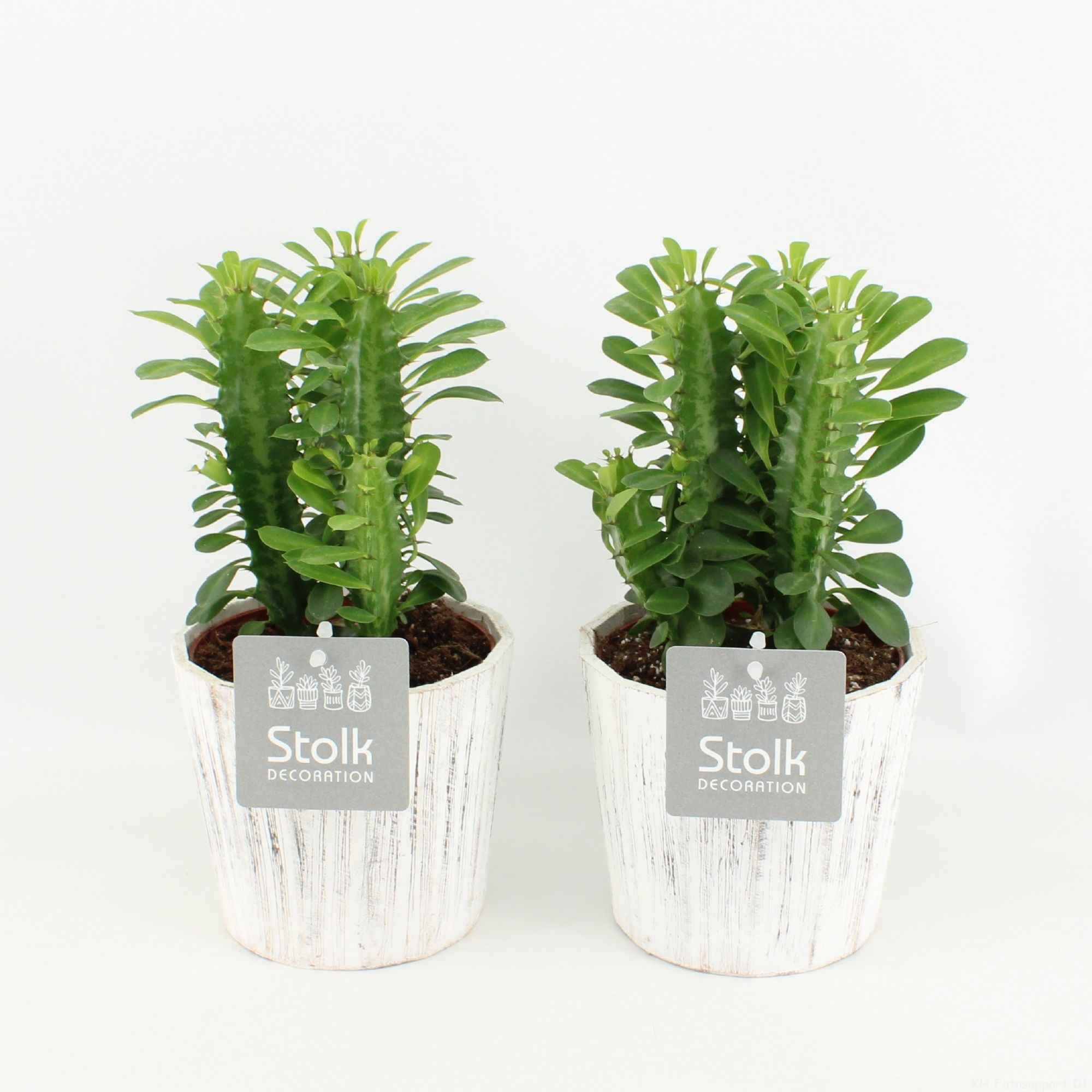 Trigona Groen in wood wit, D 13