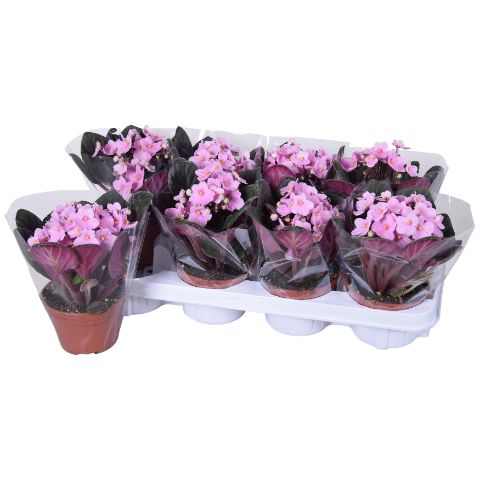 Saintpaulia Licht Roze Blanco hoes x8, D 12