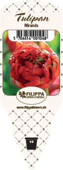TULIPA FERGANICA 'Miranda', D 10