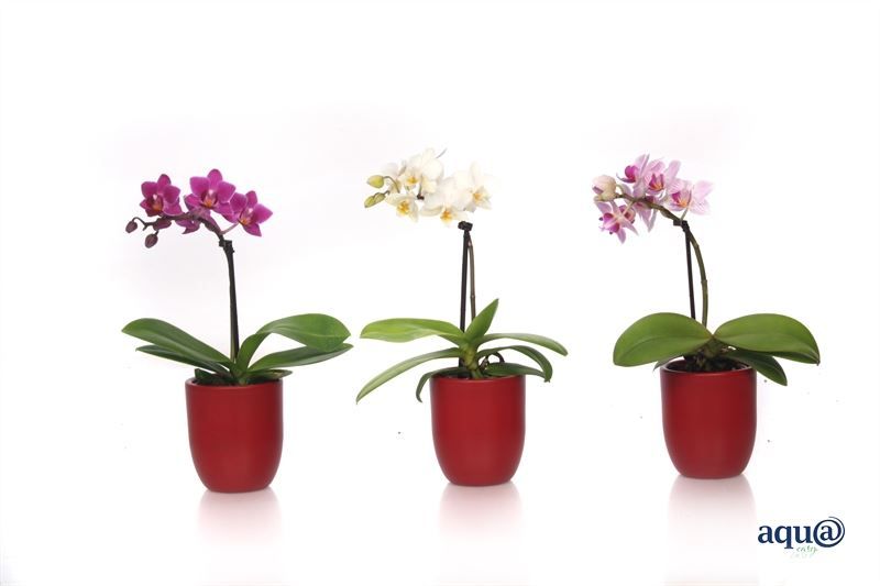 Hugo p06 red wine Phal Tiny Dolls mix 1T07+ Aqu@, D 6