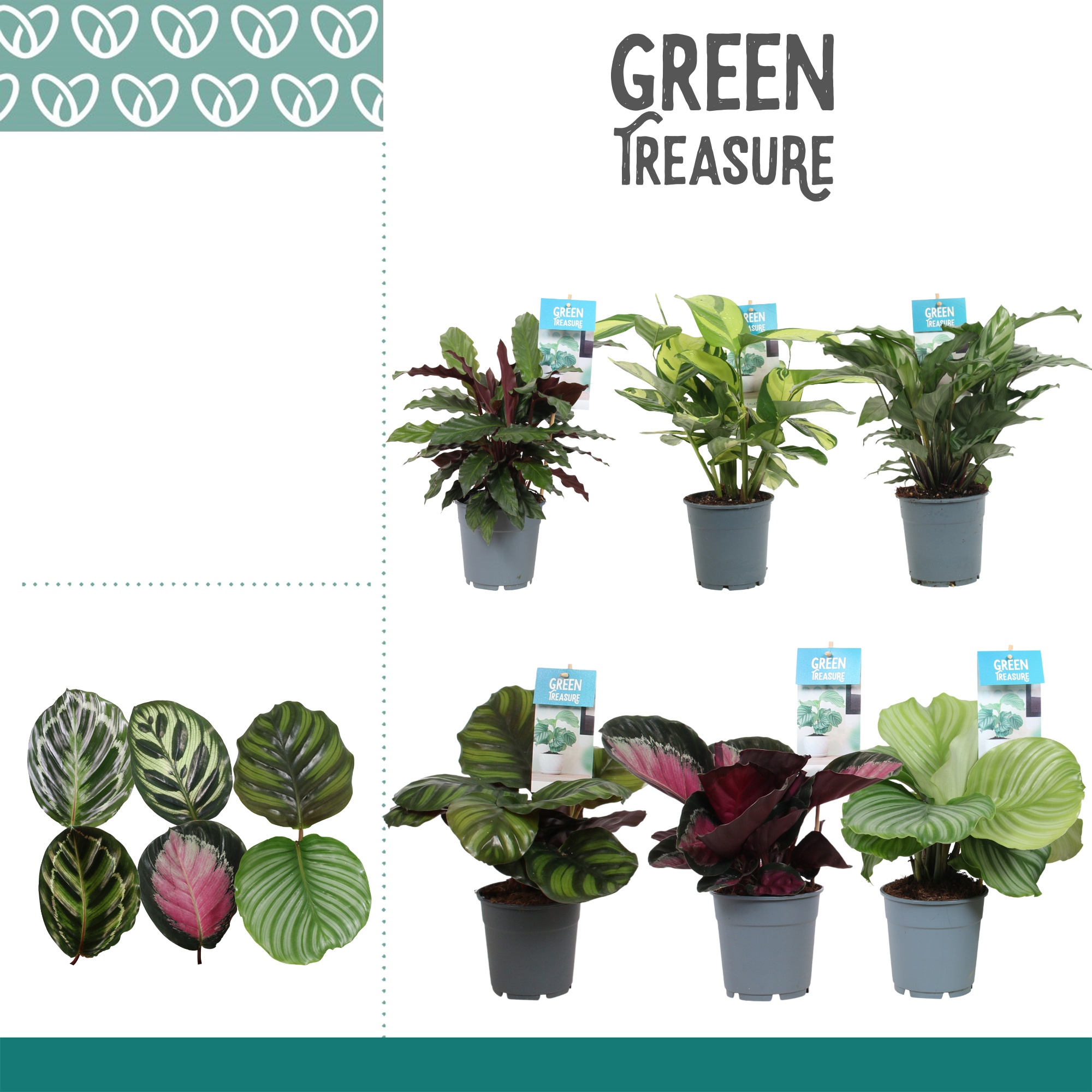 Calathea Exclusief gemengd, D 12