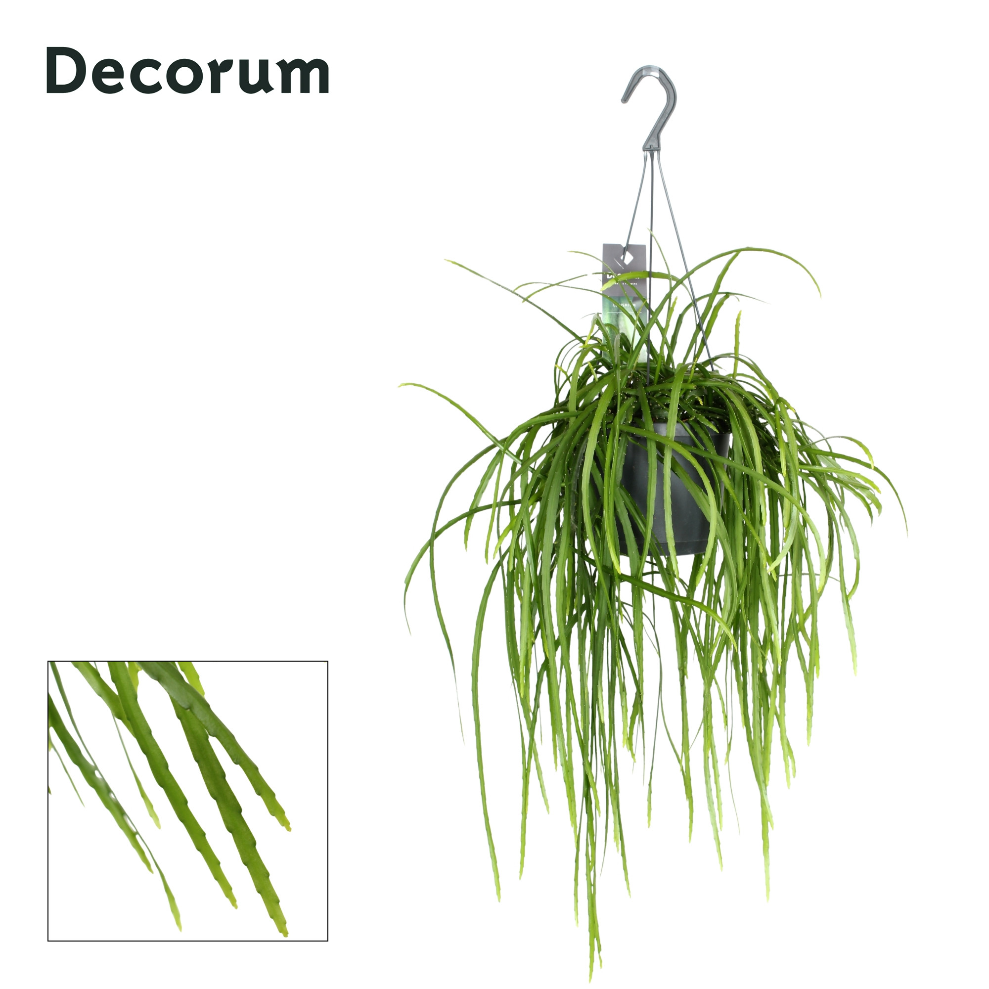 Lepismium bolivianum, D 17