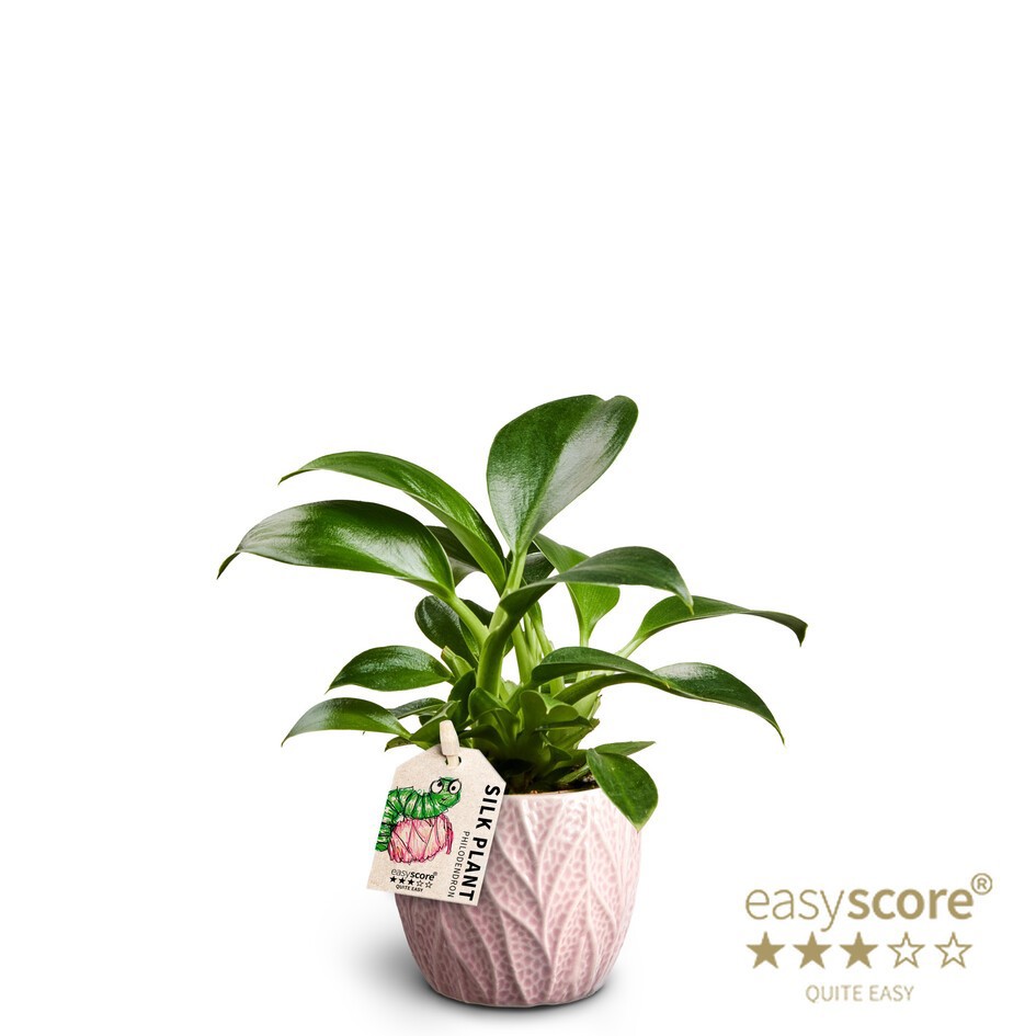 Leaf Rosa, Philodendron ´Green Princess´, D 7