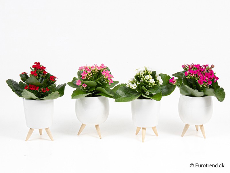 KALANCHOE IN CERAMIC E 4271, D 6