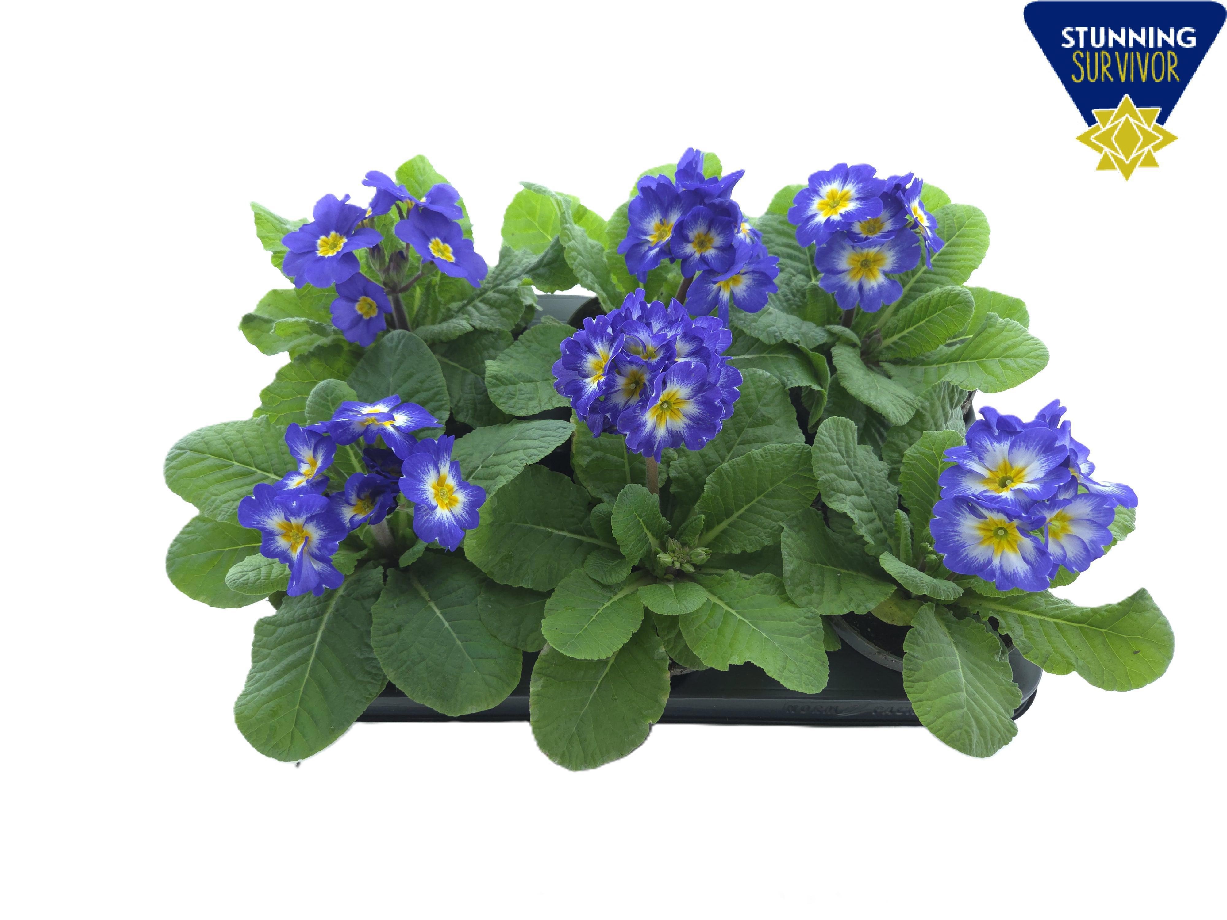 Primula elatior Sibel sky blue, D 12