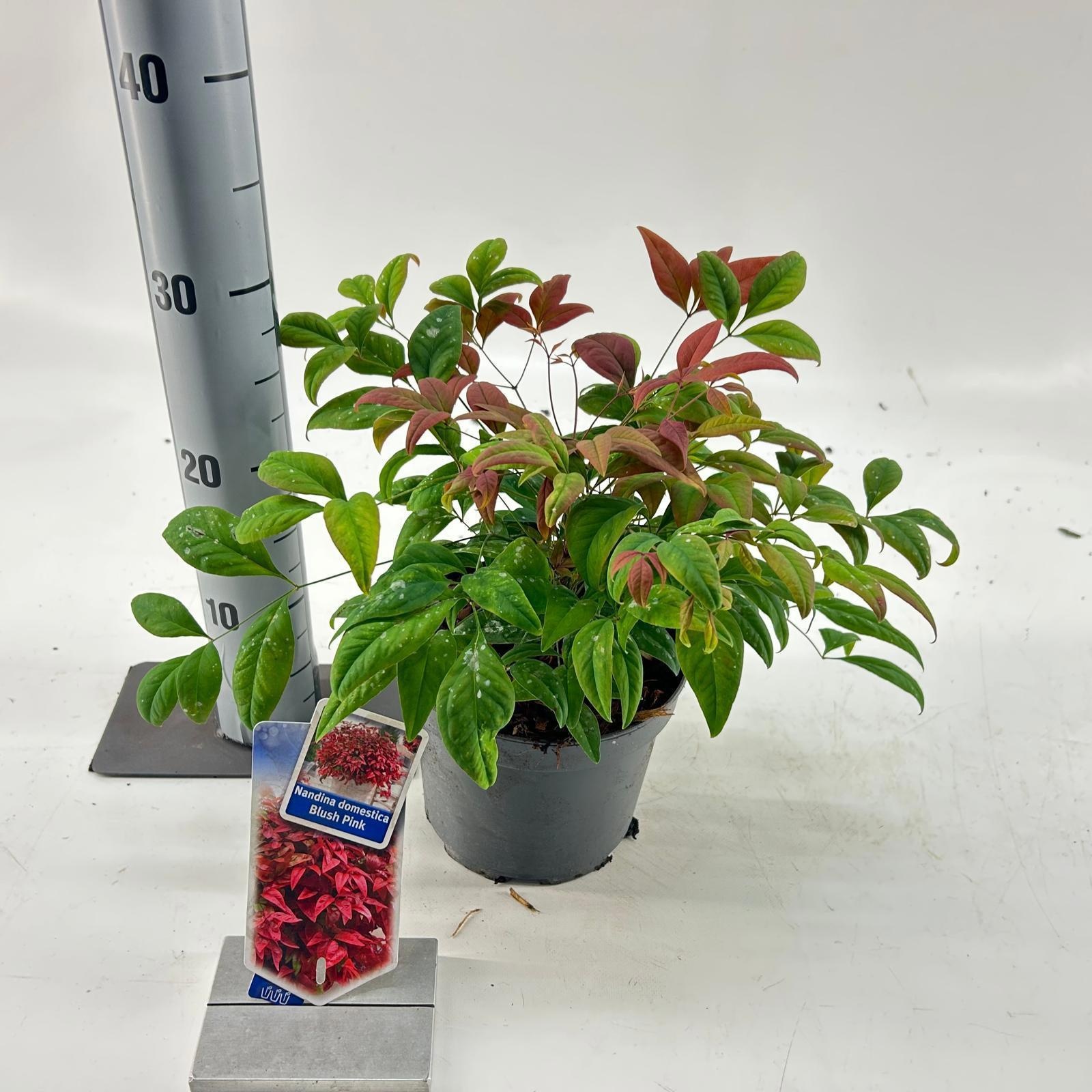 Nandina domestica 'Blush Pink', D 17