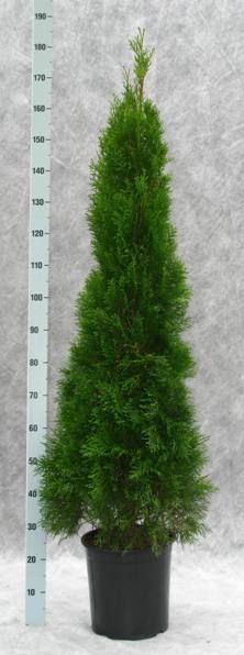 Thuja occidentalis 'Smaragd', D 31
