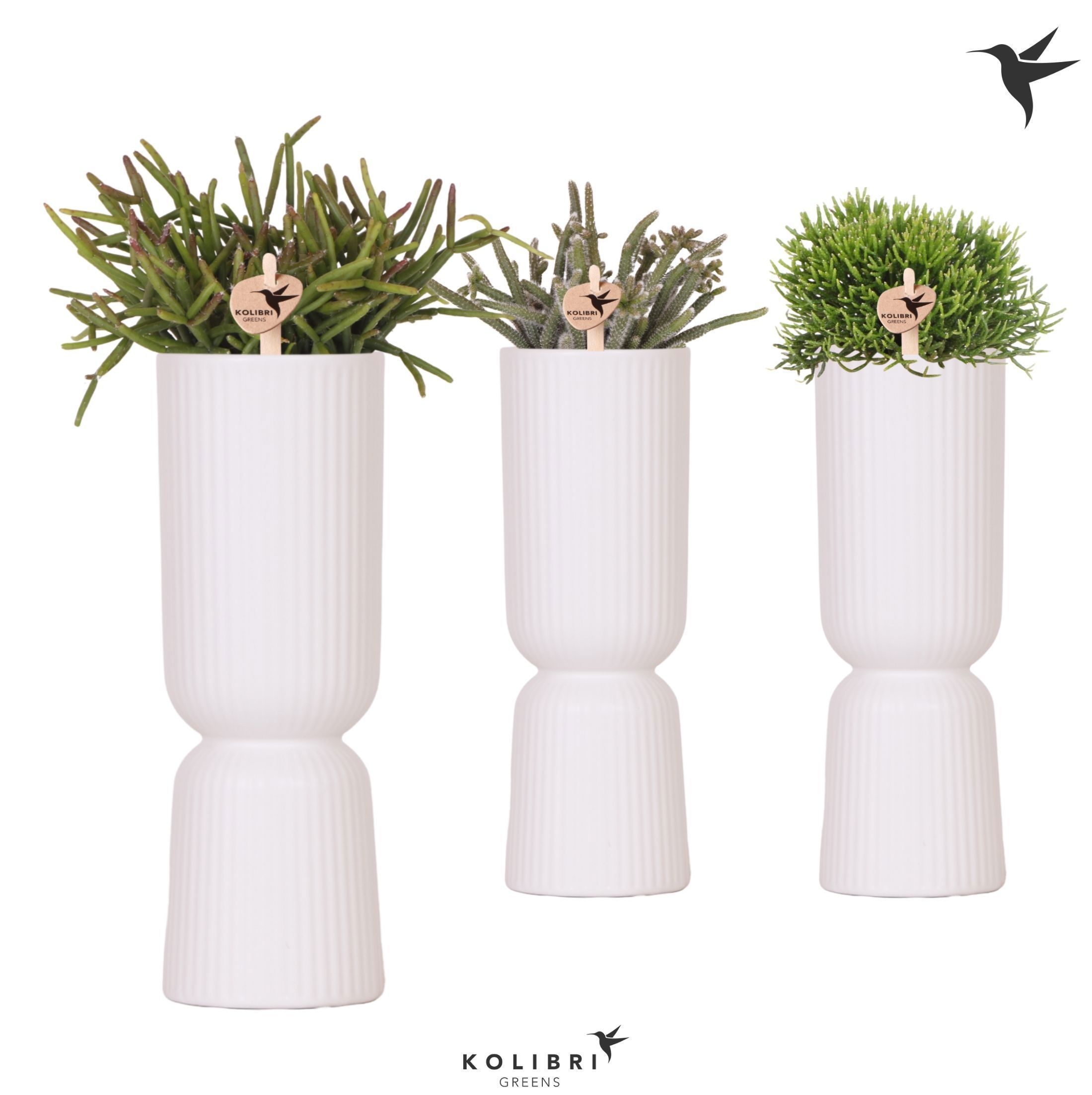 Kolibri Greens Rhipsalis mix in Diabolo Fall pot white, D 9