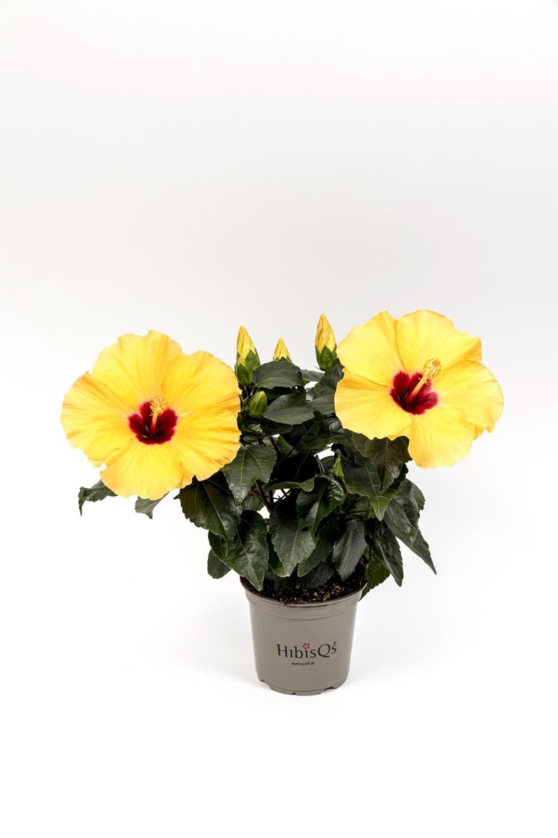 HIBISCUS ROSA SINENSIS 'ADONICUS(N)YELLOW' 2-3 takk, D 13