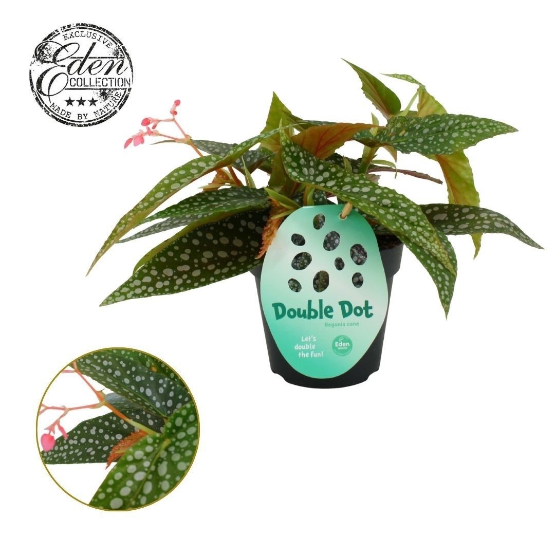 Begonia cane Double Dot 12cm, D 12