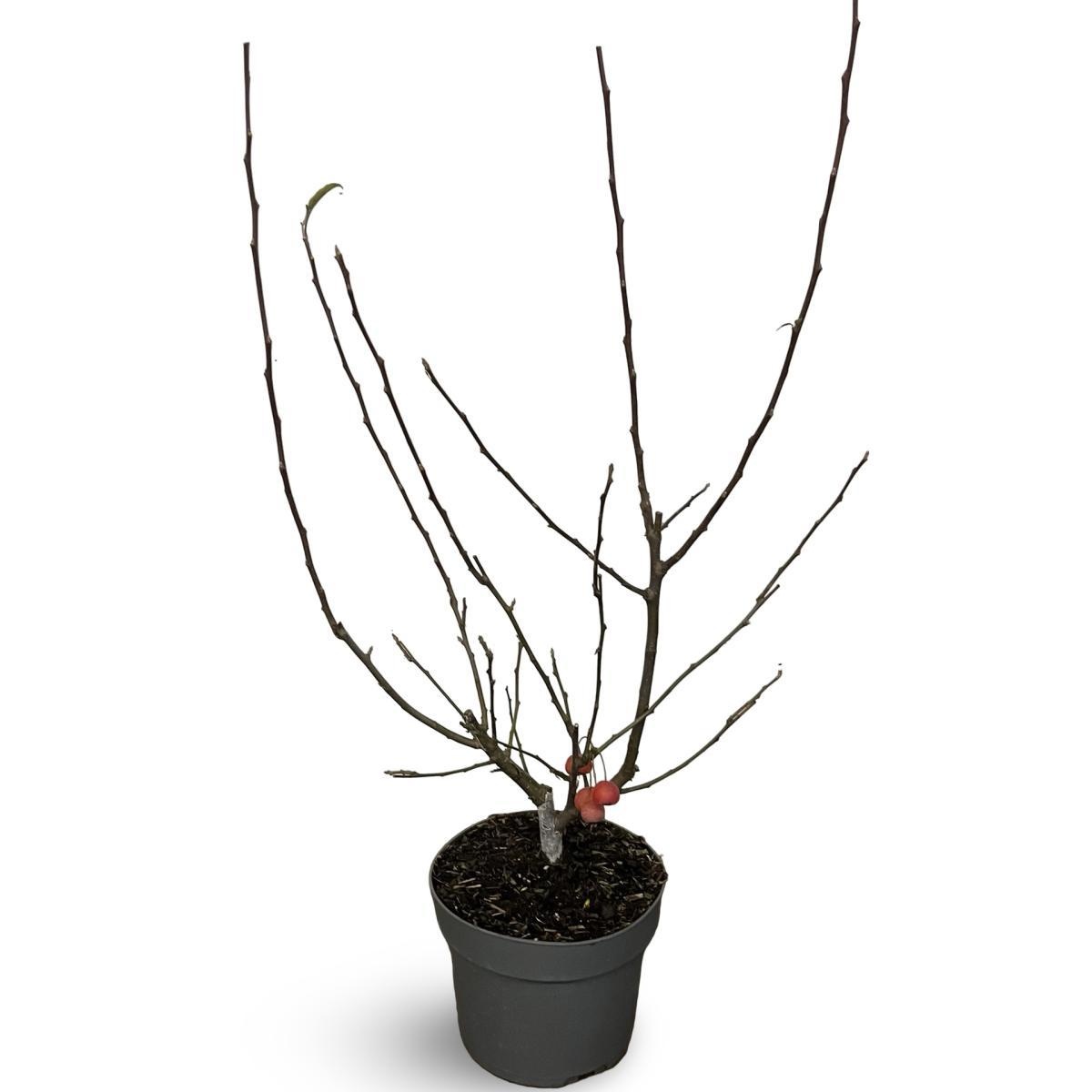 Malus 'Red Sentinel', D 21