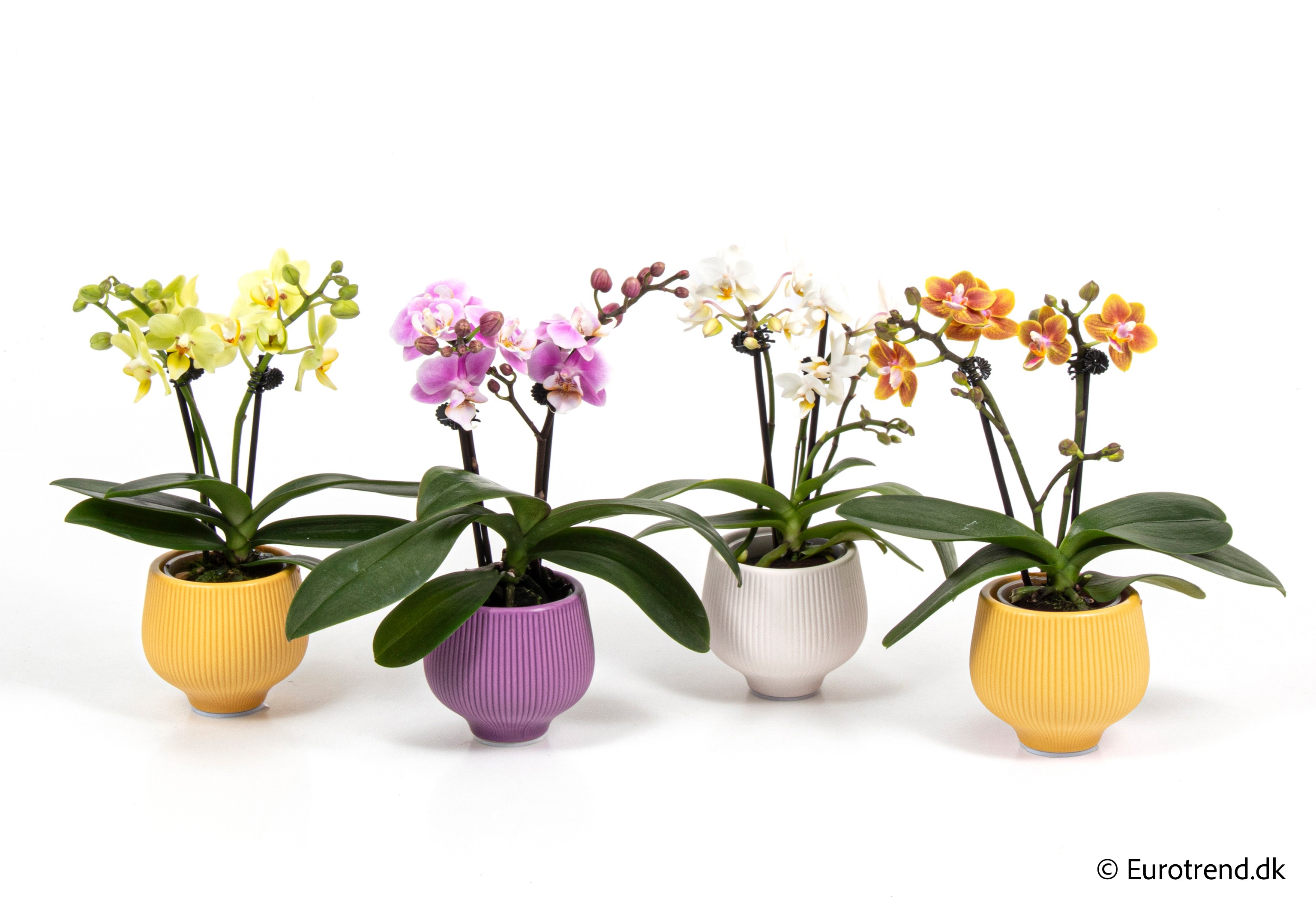Phalaenopsis in Easter ceramic 2026, D 6