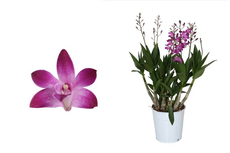 Dendrobium p12 Berry Oda 04T24+, D 12