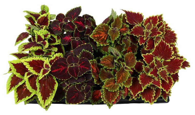 COLEUS BLUMEI-HYBRID, D 12