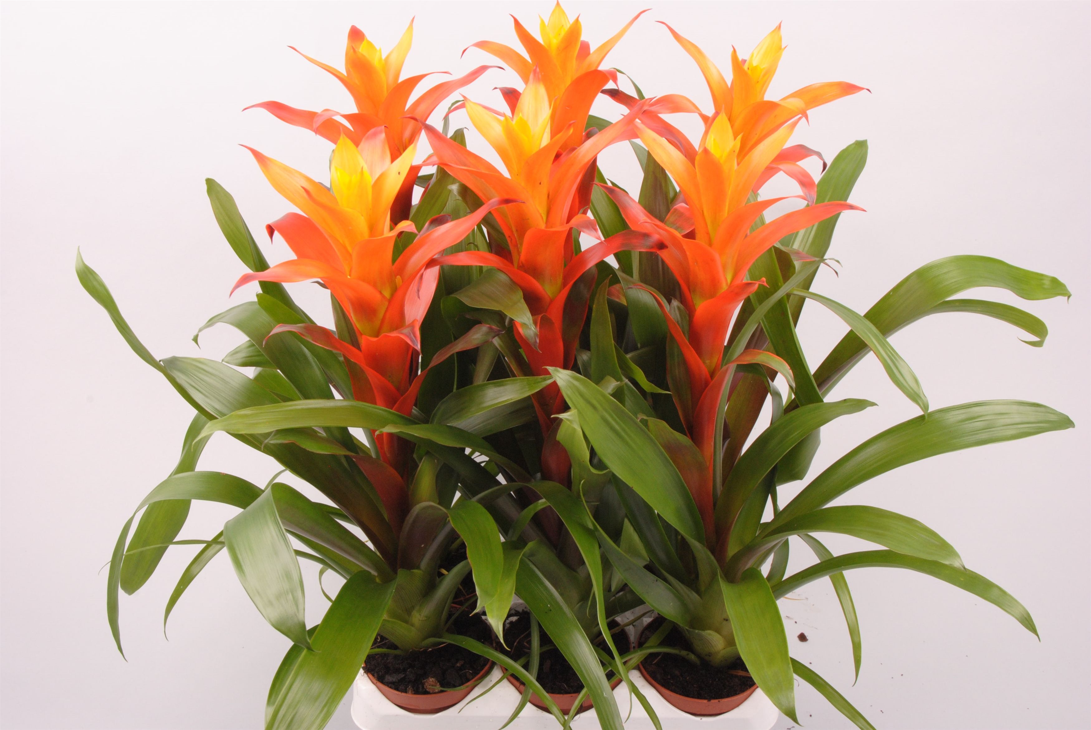 Guzmania Variada, D 9