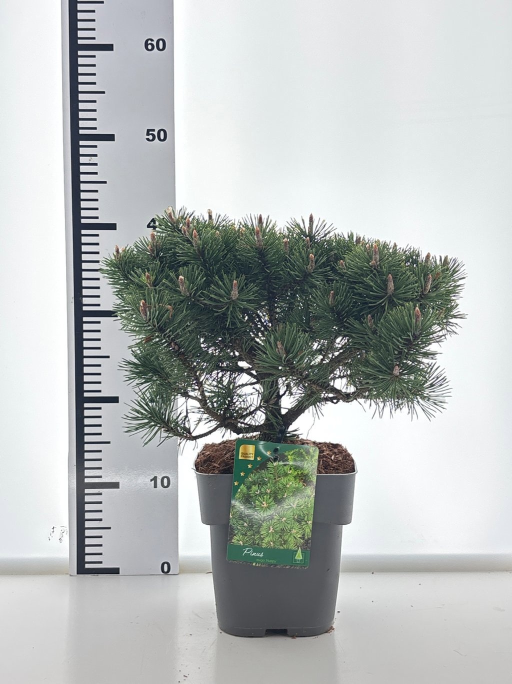 Pinus mugo 'Humpy', D 19