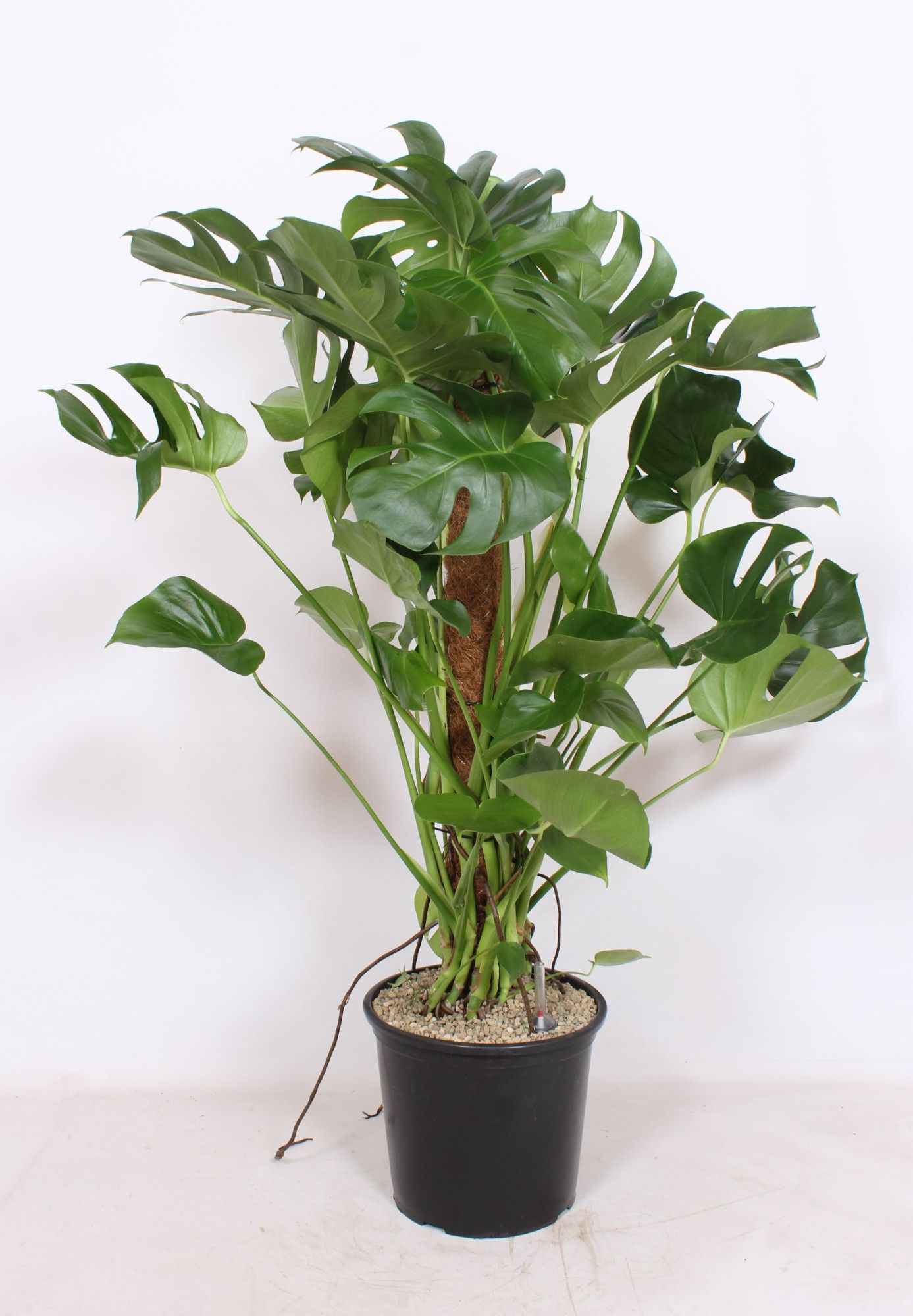 Monstera deliciosa, D 32