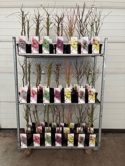 Acer mix P19 5/8 species, D 19