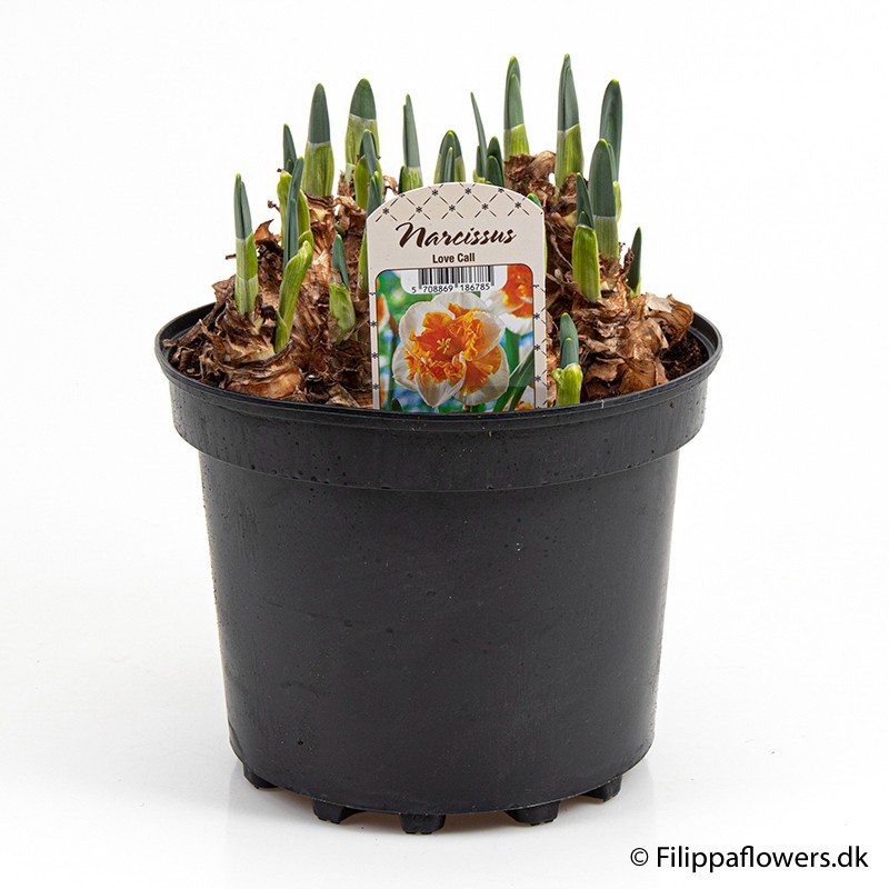 NARCISSUS INCOMPARABILIS 'Love Call', D 21