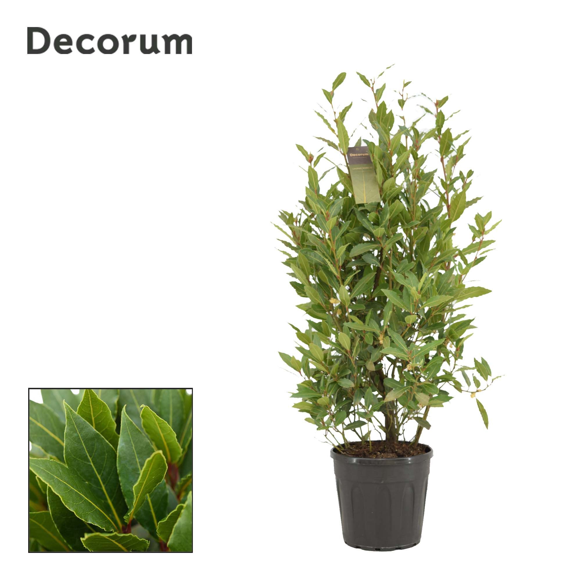 Laurus nobilis Struik, D 25