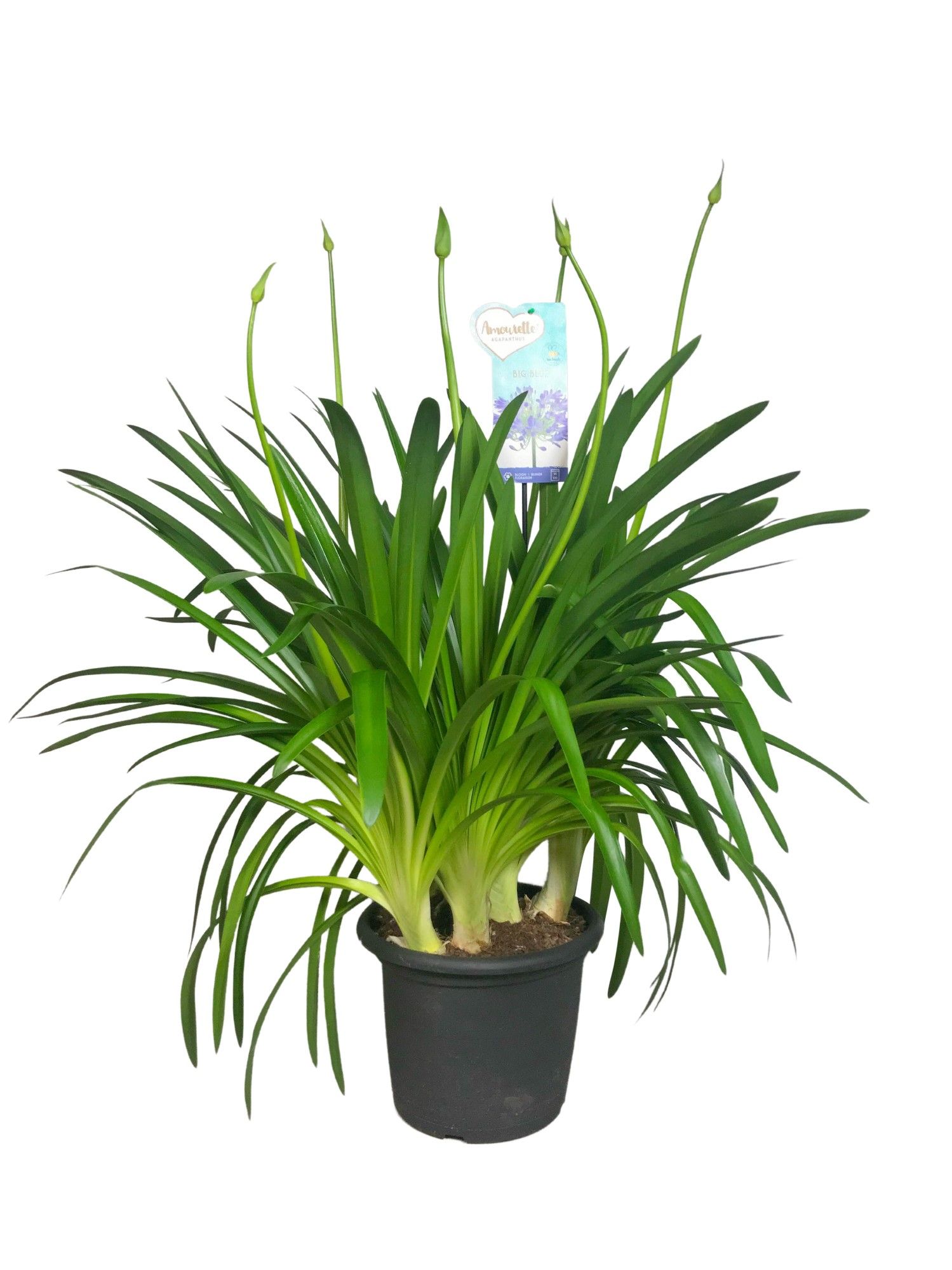 Agapanthus Big Blue, 4-5 takken, D 30