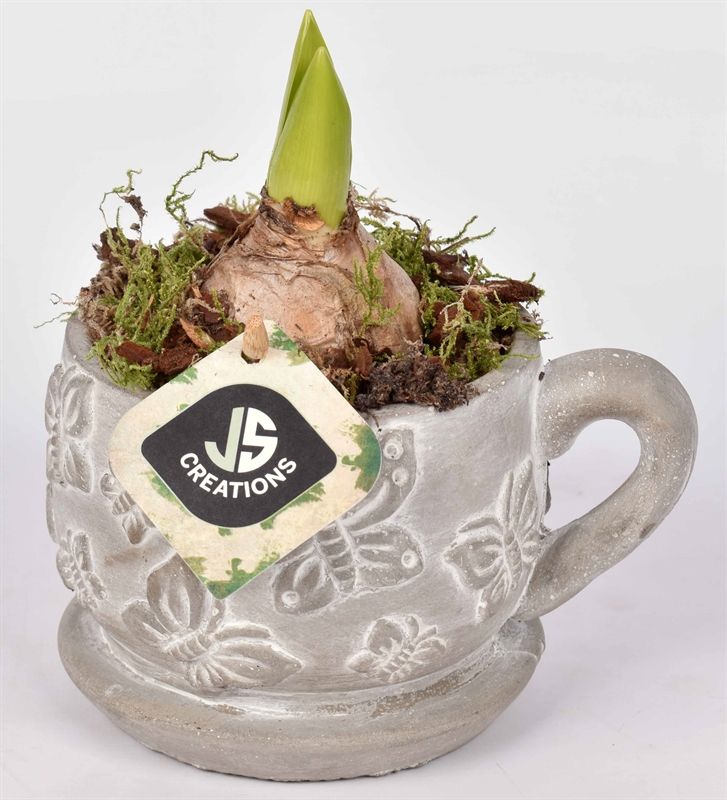 Cement vlinder kop en schotel 11cm, D 16