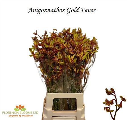 Анигозантус Голд Фивер 70 (оранж.), шт.