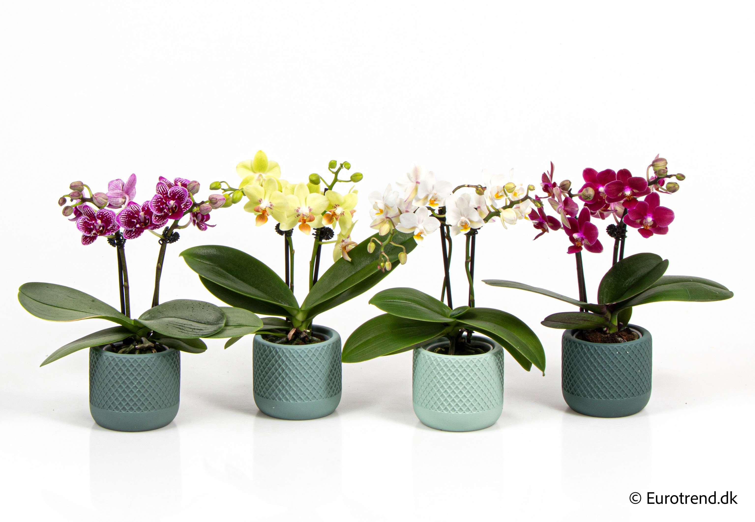 Phalaenopsis in New Look ceramic 2026, D 6