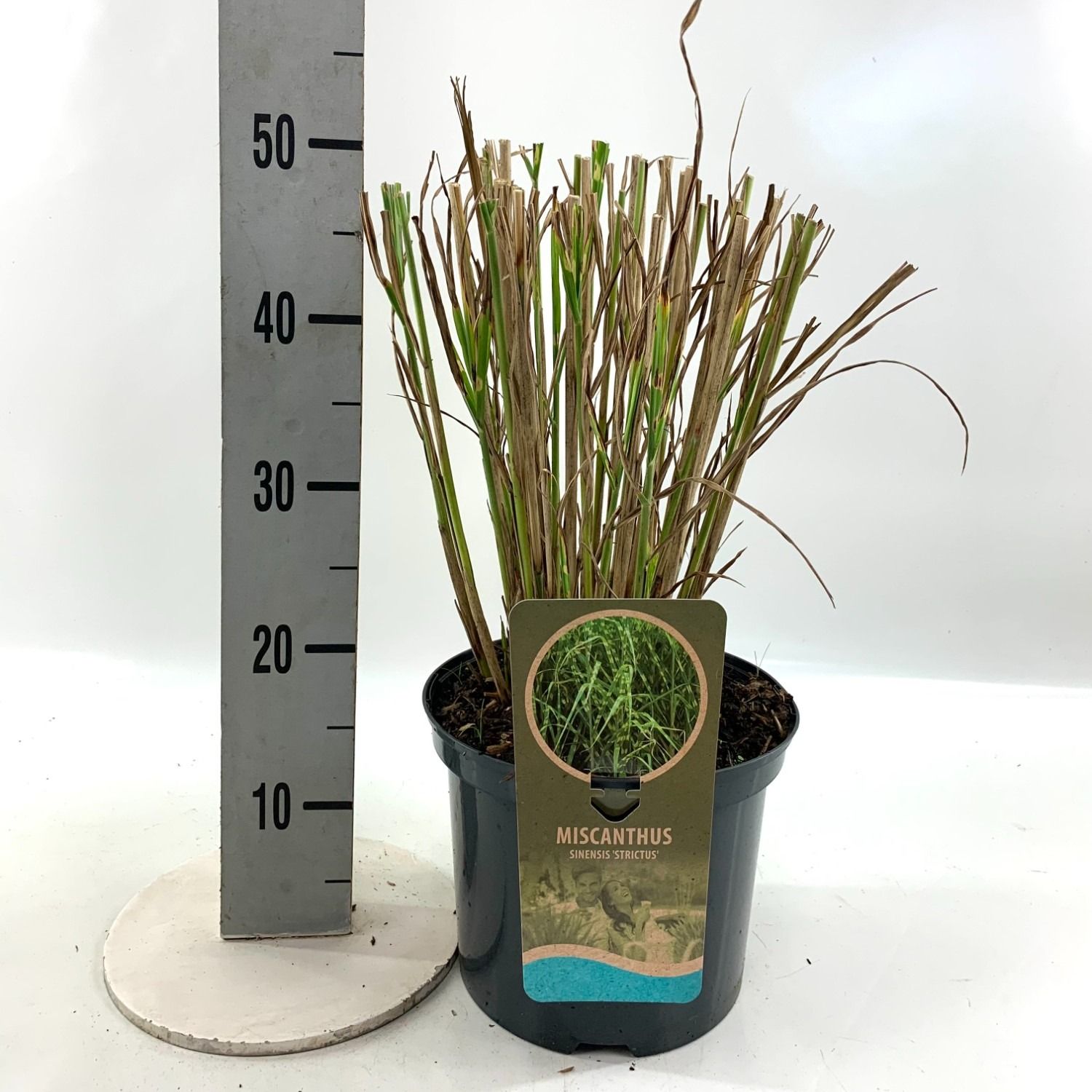 Miscanthus sin. 'Strictus', D 23