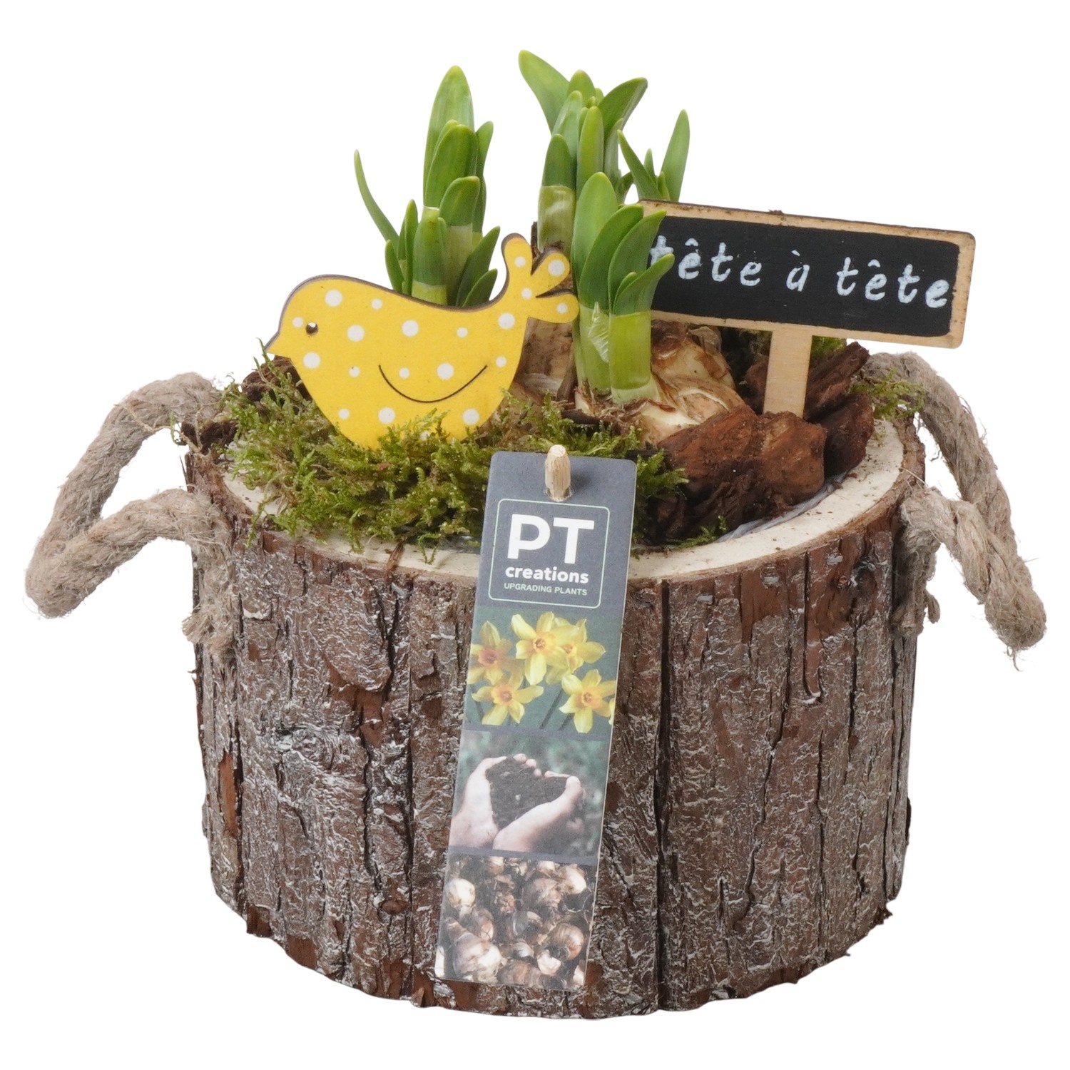 PTN8698 Arrangement Narcissus in houten bak, D 16