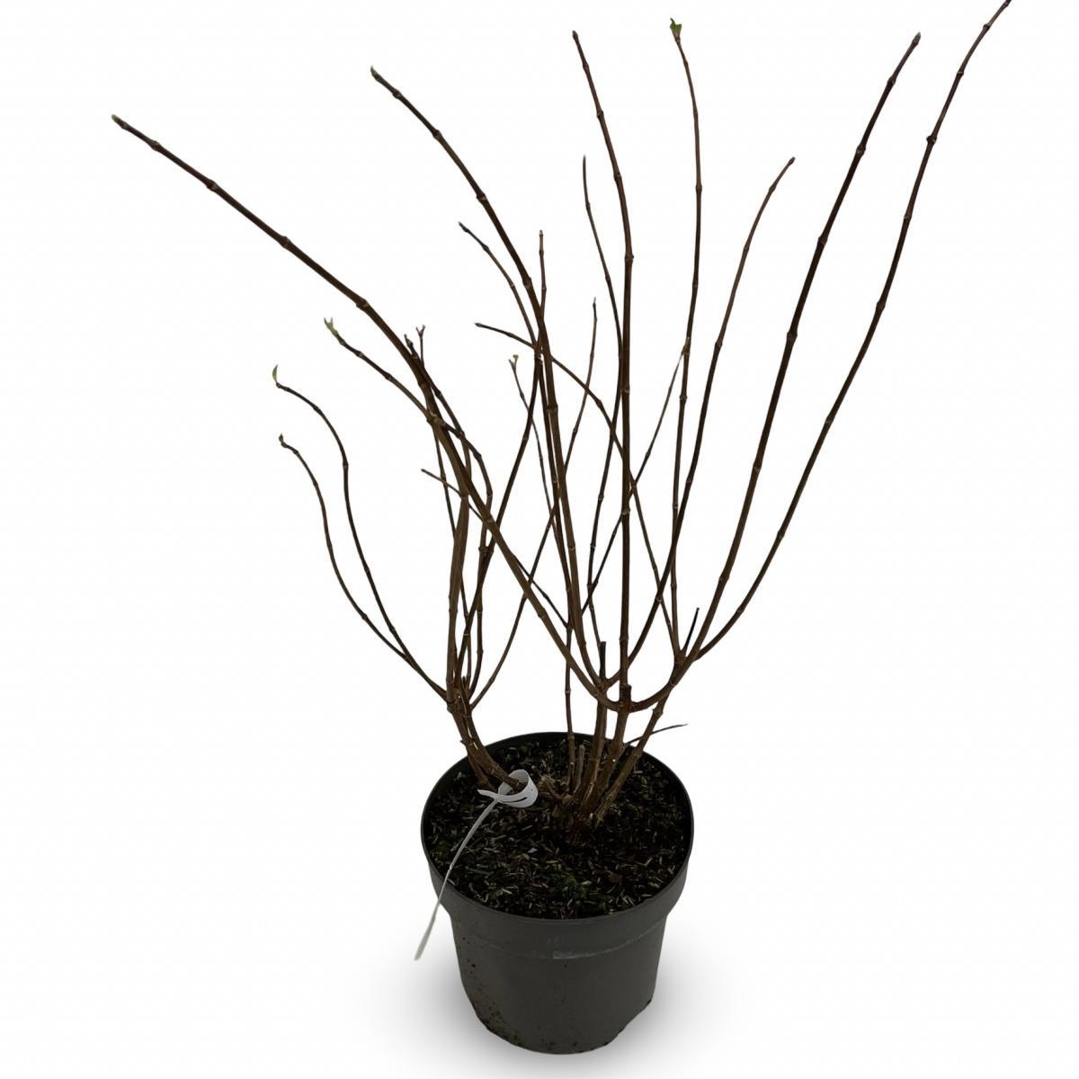 Hydrangea pan. Sundae Fraise, D 21